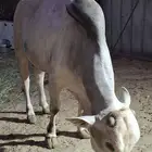 ثور للبيع في العيدابي