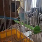 عصفور   استراليا فصيله البغباء