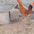 للبيع دجاج بلدي