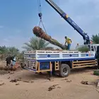 نخل مثمر للبيع مترونص ومترين برني وروثانه