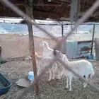 نعجتين حريه دفيع شرط مع الفحل للبيع