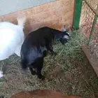 معزه قزم للبيع