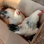 دجاج براهما