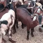 تيوس جنوبيه .. جنوب مكه العدد 17 روس