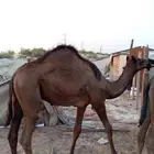 قعود مفرود سمين للبيع