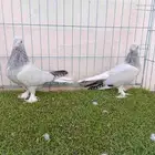 طبه تركي بارلس