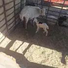 رفيديه مطفل