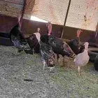 البشاير شواص