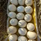 بيض نعام طبيعي مفرغ لرسم والزينه