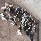 شهرمان صوص كبير