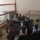 تيوس تيس عوارض