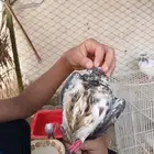حمام بلدي 10