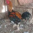 ديك فارسي جرم وحجم ما شاء الله