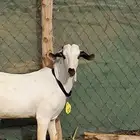 تيس تيوس فحول مكشات