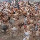 ديوك بلدي ودجاج بلدي