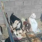 عنز. مضرع. معاها. جفره للبيع