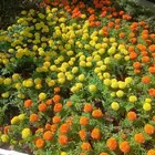 مشتال افندينه لي ازراعه وتنثيك الحديق والسترحات ونخيل وشنطبي