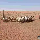 غنم للبيع