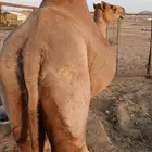 ناقه لقحه 7 شهور طاستها ام 60 وهداوه فالحلب
