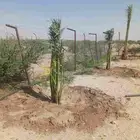 يوجد لدينا جميع انواع النخيل المثمرة وزينه