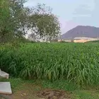 قصب