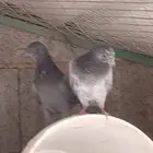 حمام باكستاني