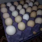 بيض بلدي حق اكل نضيف