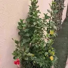 مشتل ابناء الصعيد