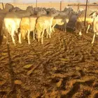 ضان حريه جنب