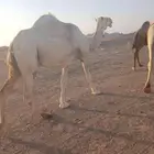 للبيع الناقه الوضحا الملاقي