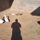 دجاج ووز للبيع