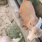 قزم للبيع