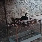 دجاجة بكستاني للبيع