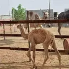 قعود ضيار