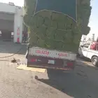 الرياض. برسيم. صافي. وناعم. العدد. 245. حبه. برسيم. طيب