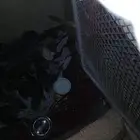 دجاج بلدي للبيع