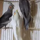 5 طيور كراوان