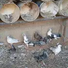حمام مشكل جروم وصحه متوالف
