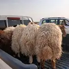 ذبائح مغلقه الموقع رماح