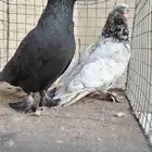 زوج حمام ايراني فارسي