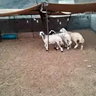 ثلاث رخال حريات للبيع