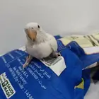 للبيع فرخ روز