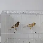 زوج كناري بفروخه ( تم البيع )
