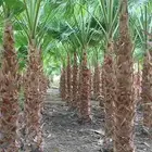 نخيل واشنطن زينه أمريكي