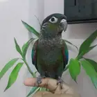 كنيور كريمسون اليف (نوادر)