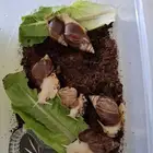 حلزون افريقي