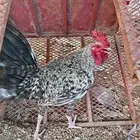 دجاج بلدي للبيع