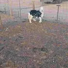 رخل نجديه