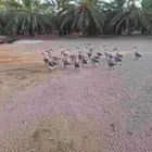 وز عراقي وبح