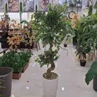 الأشجار الصناعيه